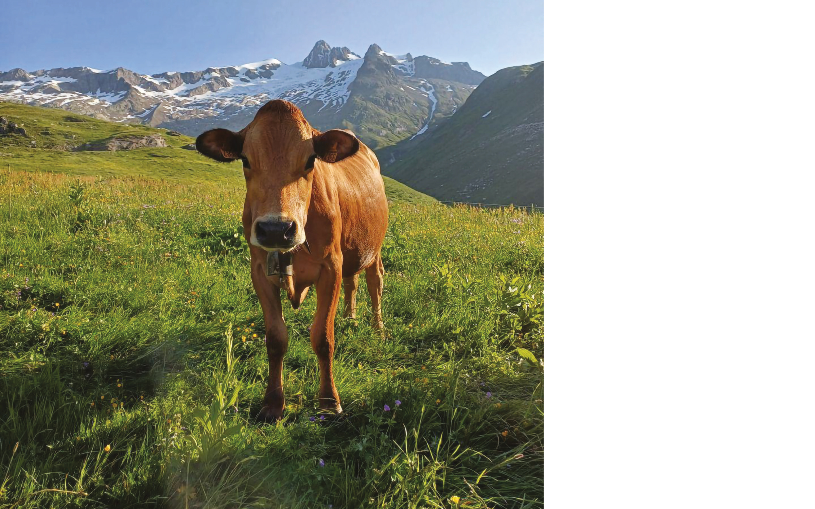 MPR humanitaire - Handi Tour du Mont-Blanc 2025