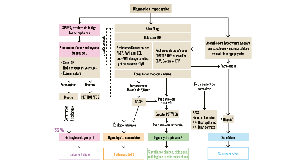 Atelier : Hypophysite de l’enfant et de l'adulte
