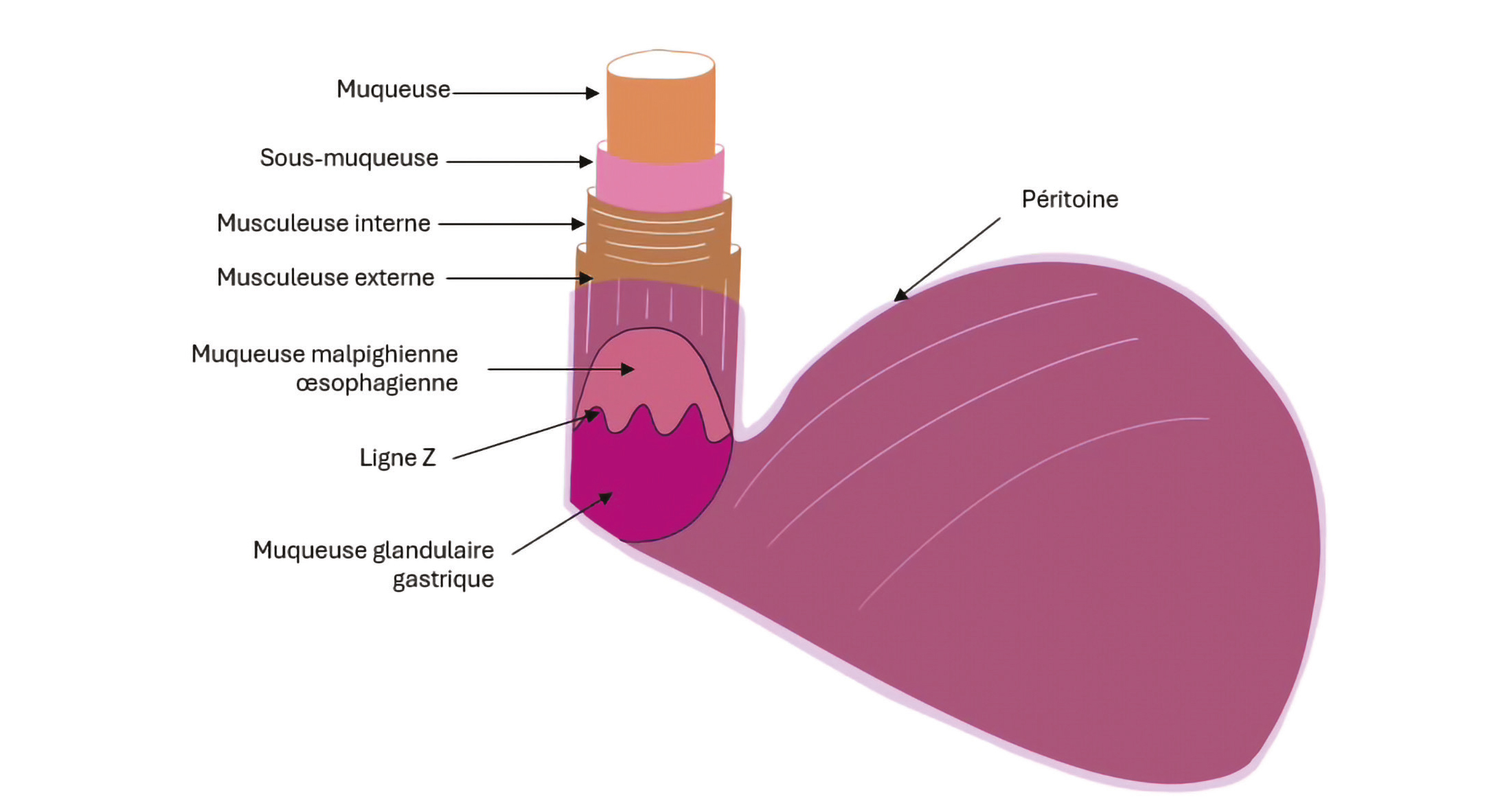 Bases anatomiques de la chirurgie oesogastrique