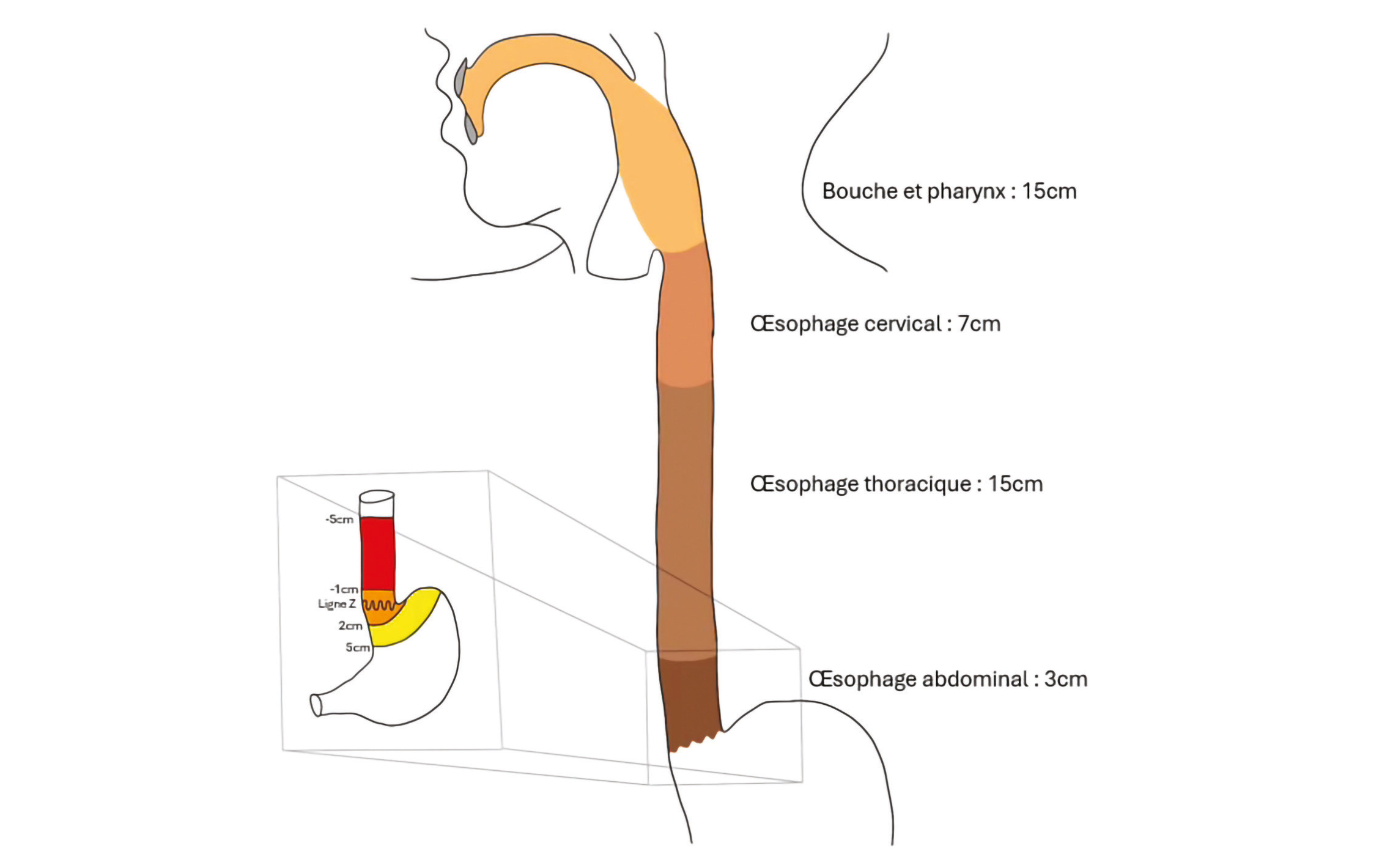 Bases anatomiques de la chirurgie oesogastrique
