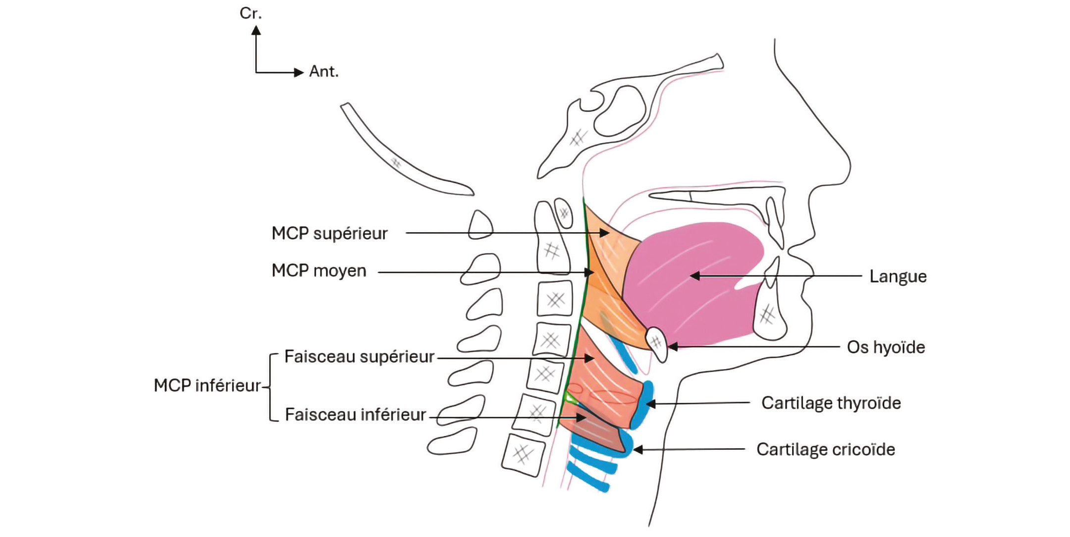 Bases anatomiques de la chirurgie oesogastrique
