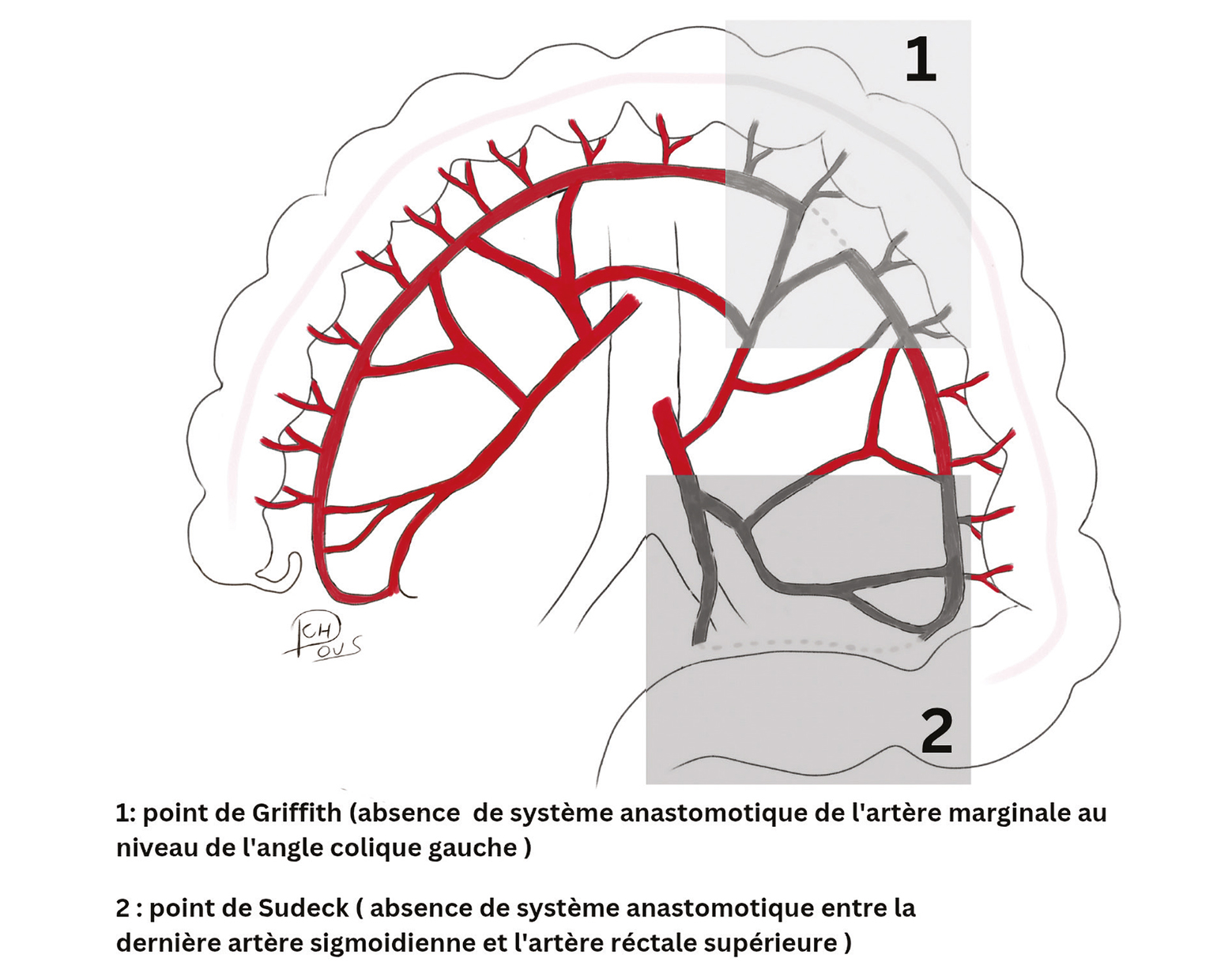 L'arcade de Riolan et les communications intermésentériques