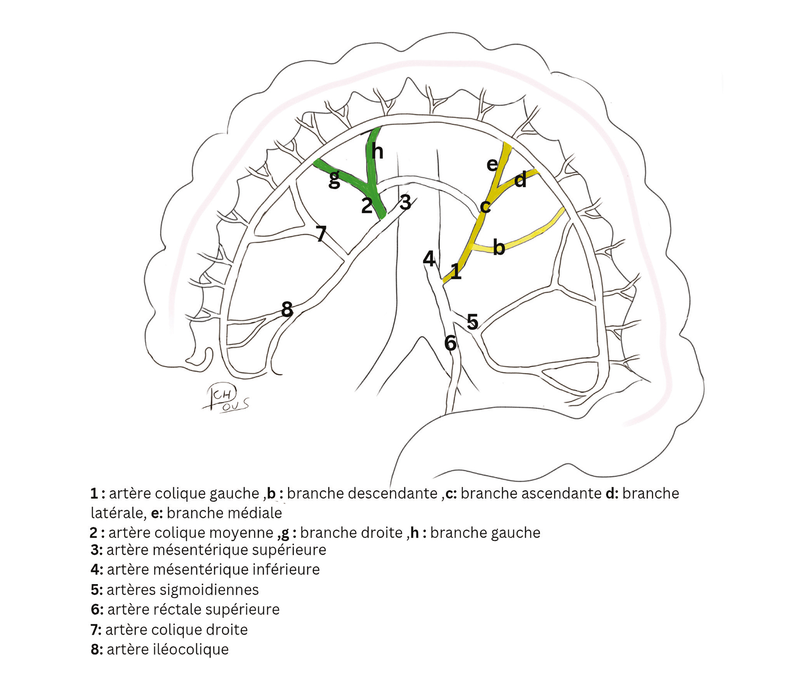 L'arcade de Riolan et les communications intermésentériques