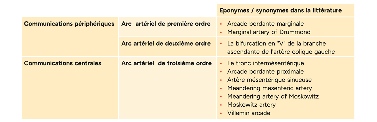 L'arcade de Riolan et les communications intermésentériques
