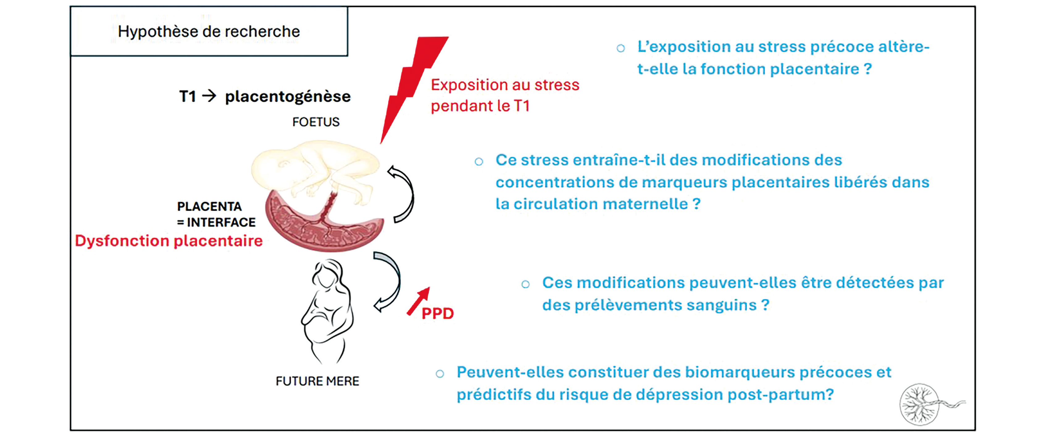 Le placenta à l’origine des pathologies psychiatriques périnatales